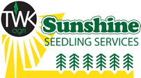 sunshine seedling